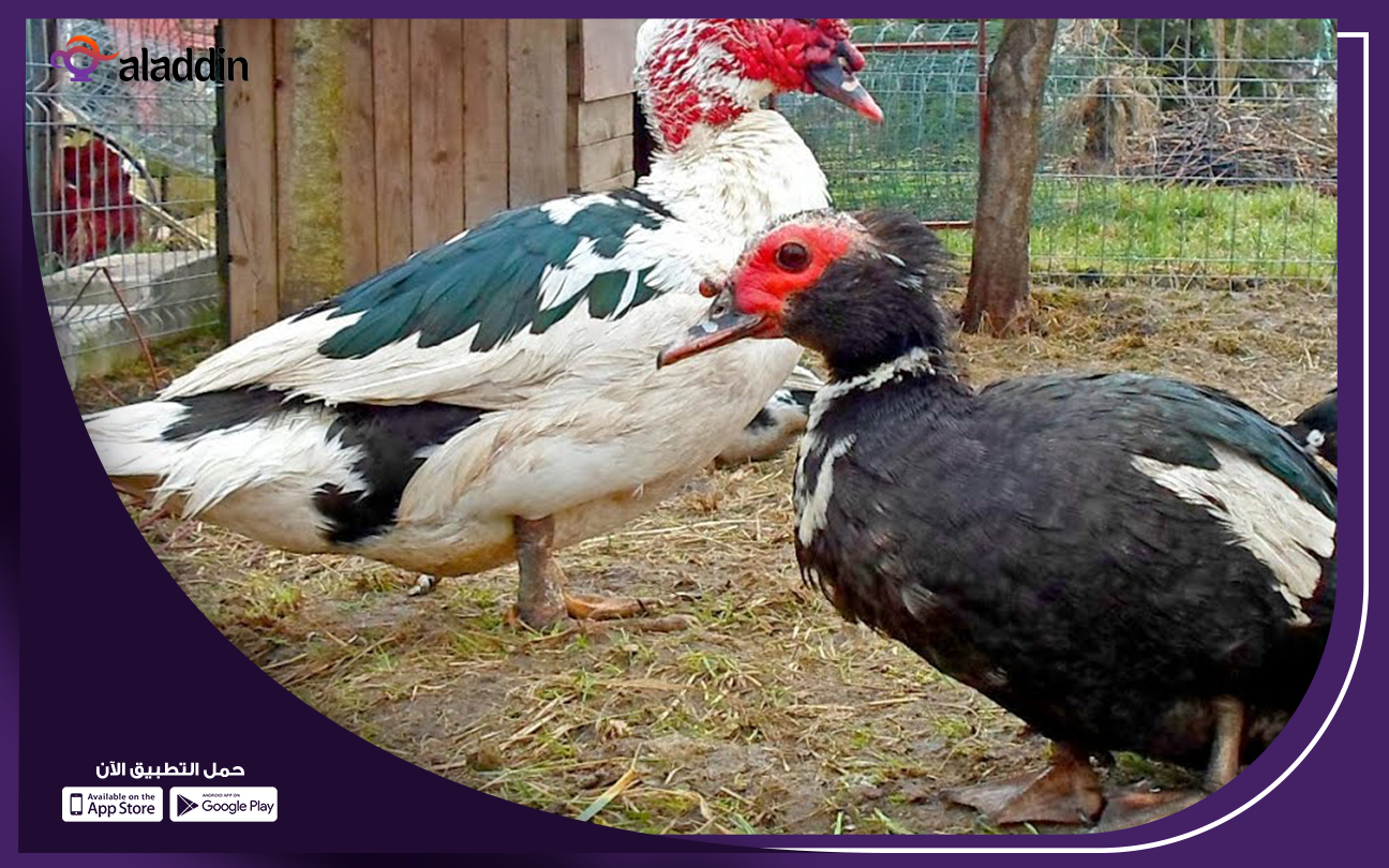 مشروع-تربية-انواع-البط