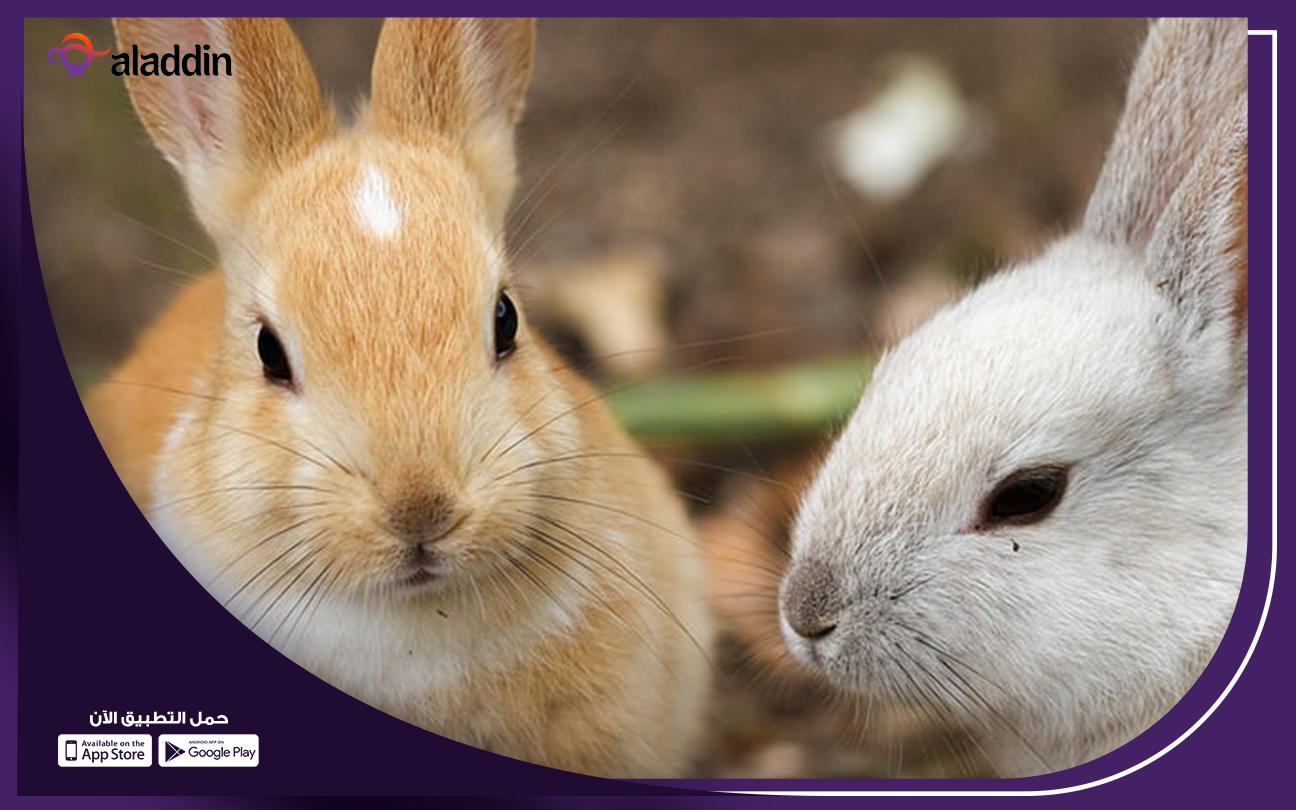 دراسة-جدوي-مشروع-ارانب