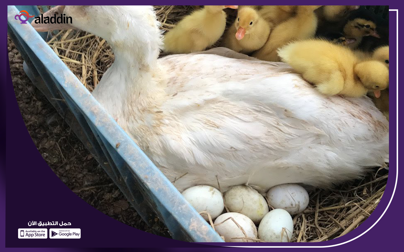 مشروع-تربية-البط-و-توزيع-البيض