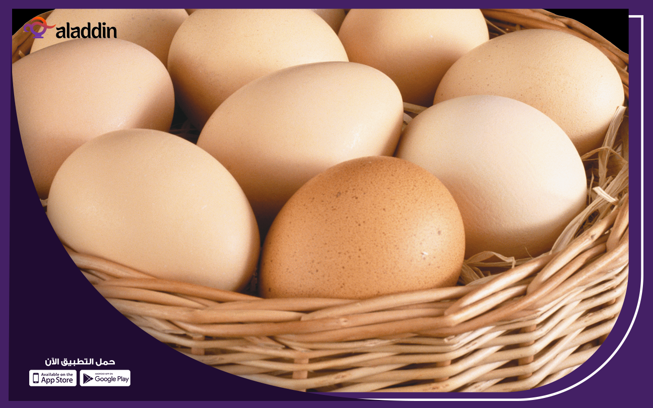 دراسه-جدوي-مشروع-فراخ-بيضه