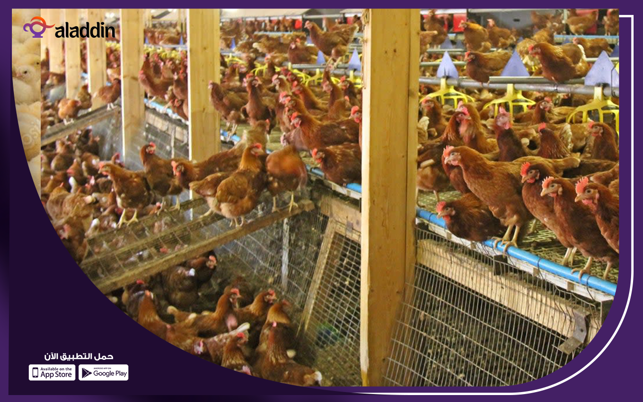 دراسة-جدوى-لمشروع-تربية-الفراخ-البلدي