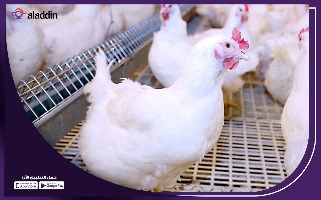 دراسة-جدوى-مشروع-الفراخ-البيضاء